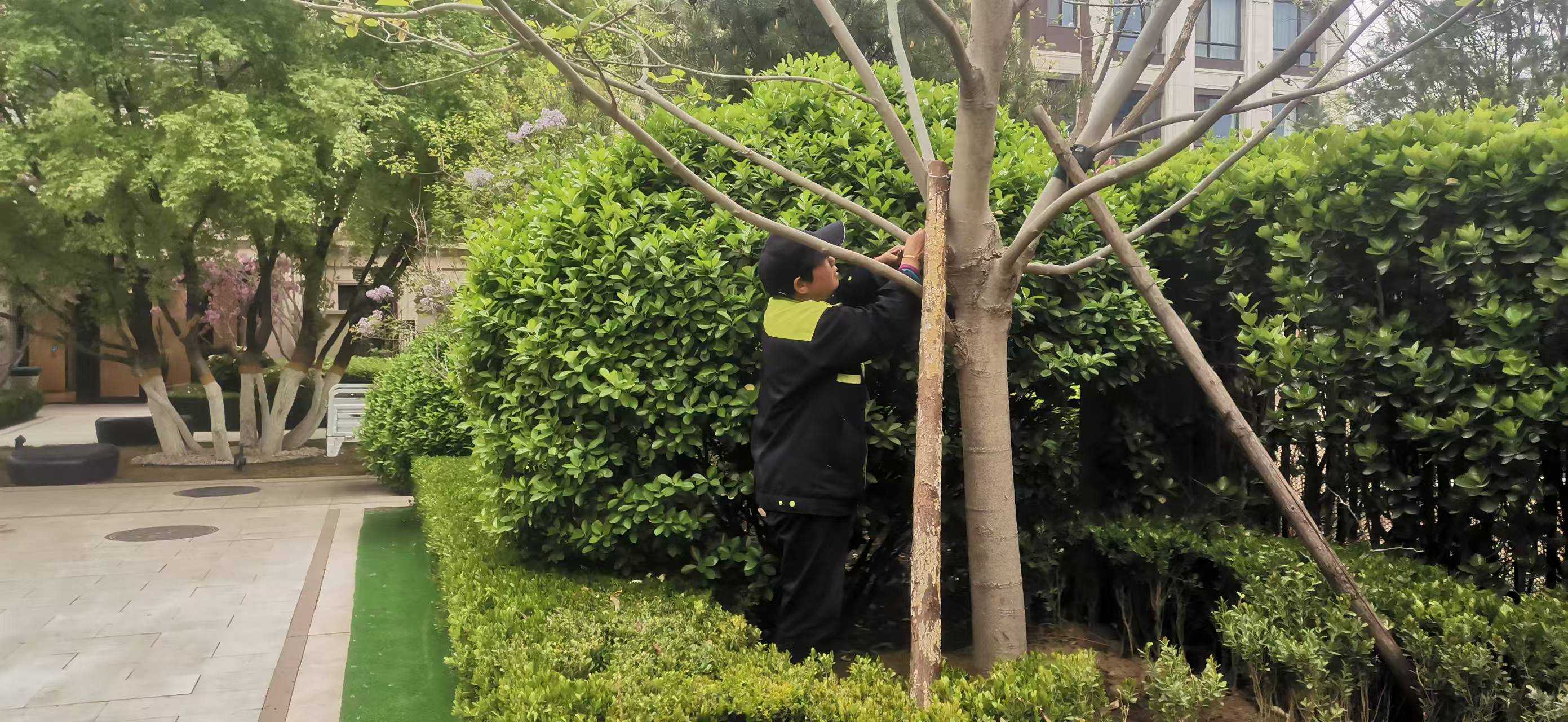 北京將出現(xiàn)10級以上大風(fēng)，園林綠化養(yǎng)護如何提前防范風(fēng)險